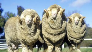 New Zealand ram put down after loss of life of aged couple