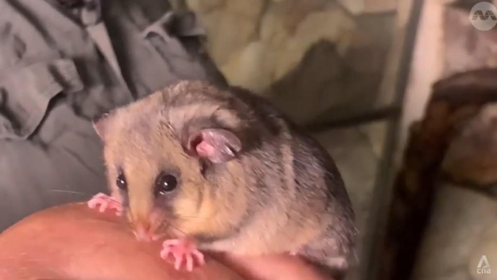 Fossils shaped thousands and thousands of years in the past might give clues on how one can preserve Australia’s endangered animals Fossils shaped thousands and thousands of years in the past might give clues on how one can preserve Australia’s endangered animals