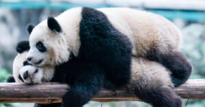 Big Pandas Are Returning to San Diego, China Proclaims