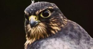 Seattle’s Tree Safety Ordinance: Rising above the cover cacophony