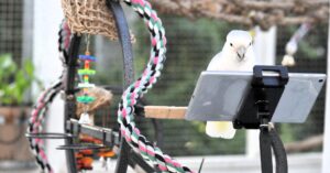 Can Parrots Converse? Polly Says That’s the Improper Query.