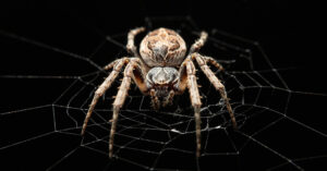 The Itsy Bitsy Spider Impressed a Microphone