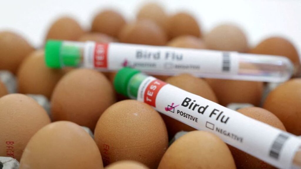 Australia stories first human avian flu an infection