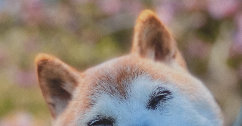 Kabosu, Shiba Inu Canine Who Helped Outline the Doge Meme, Dies at 18 Kabosu, Shiba Inu Canine Who Helped Outline the Doge Meme, Dies at 18