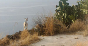 This Island Needs to Spherical Up Its Wild Goats. Catching Them Gained’t Be Straightforward.
