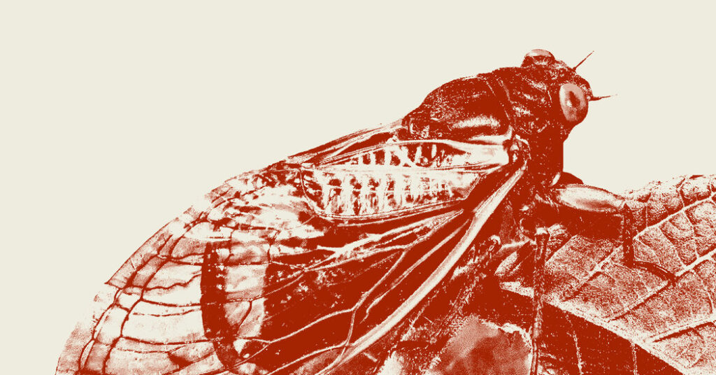 Opinion | The Cicadas Are Right here. You Have Nothing to Worry. Opinion | The Cicadas Are Right here. You Have Nothing to Worry.