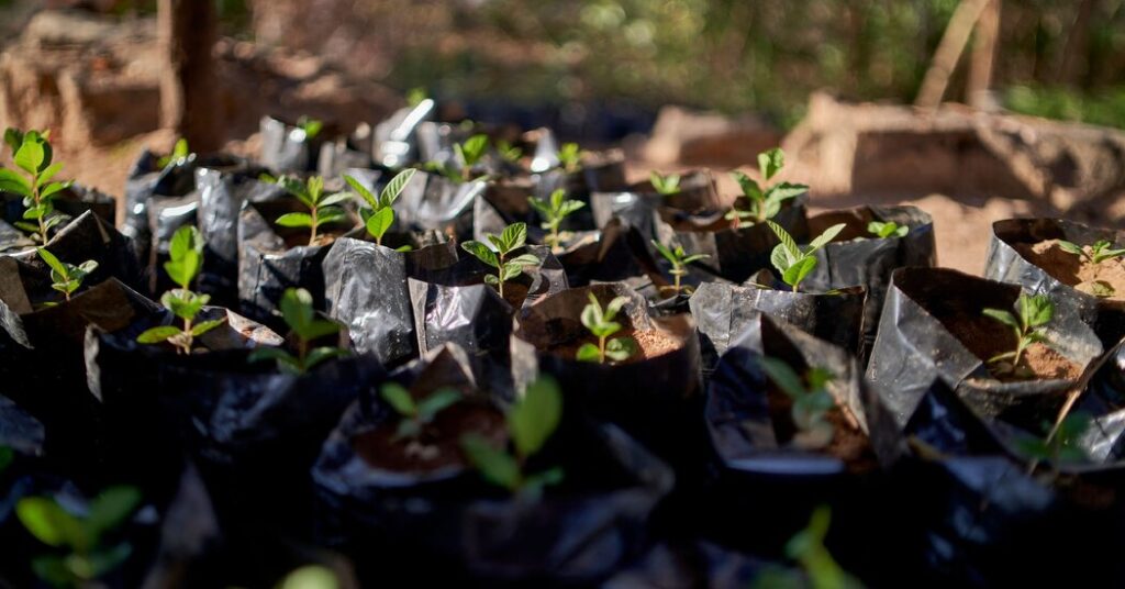 Carbon Offsets, a A lot-Criticized Local weather Instrument, Get Federal Tips