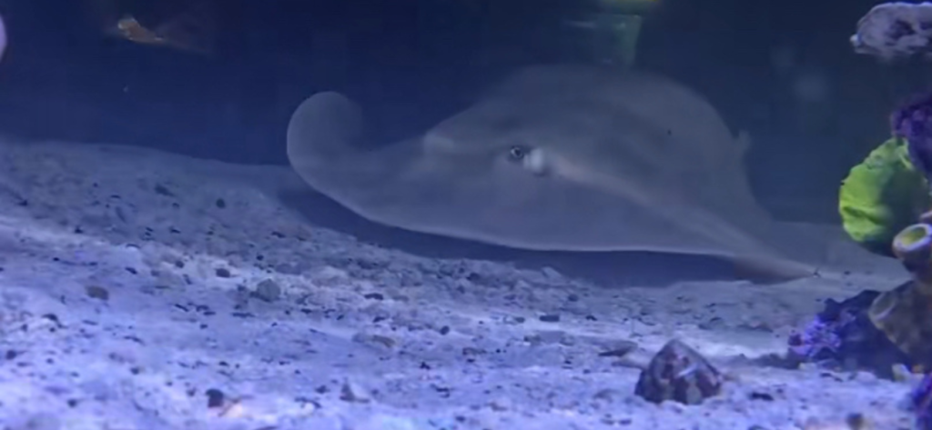 Was Charlotte The Stingray Ever Pregnant? Marine Biologist Chimes In!