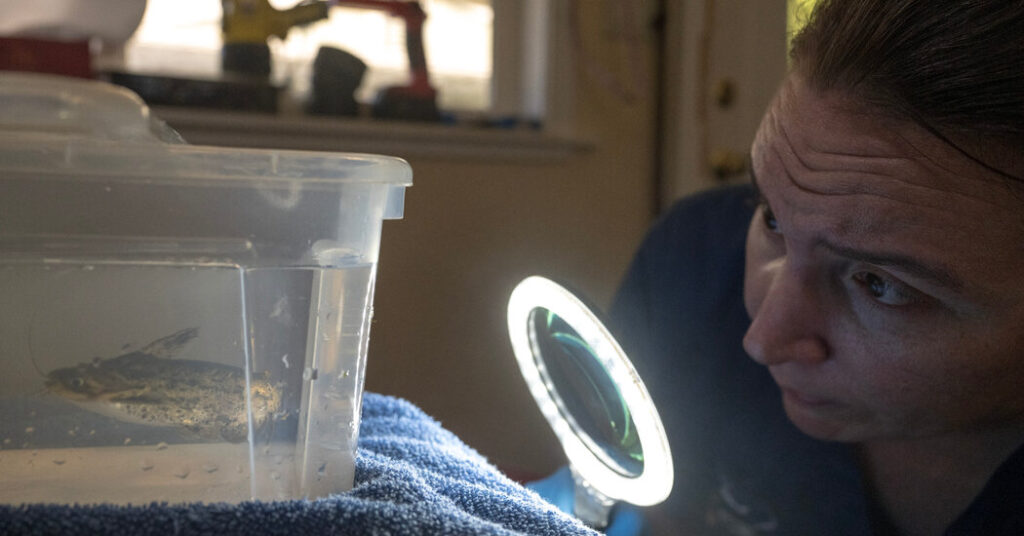 For An Aquatic Veterinarian, It’s By no means ‘Simply A Fish’