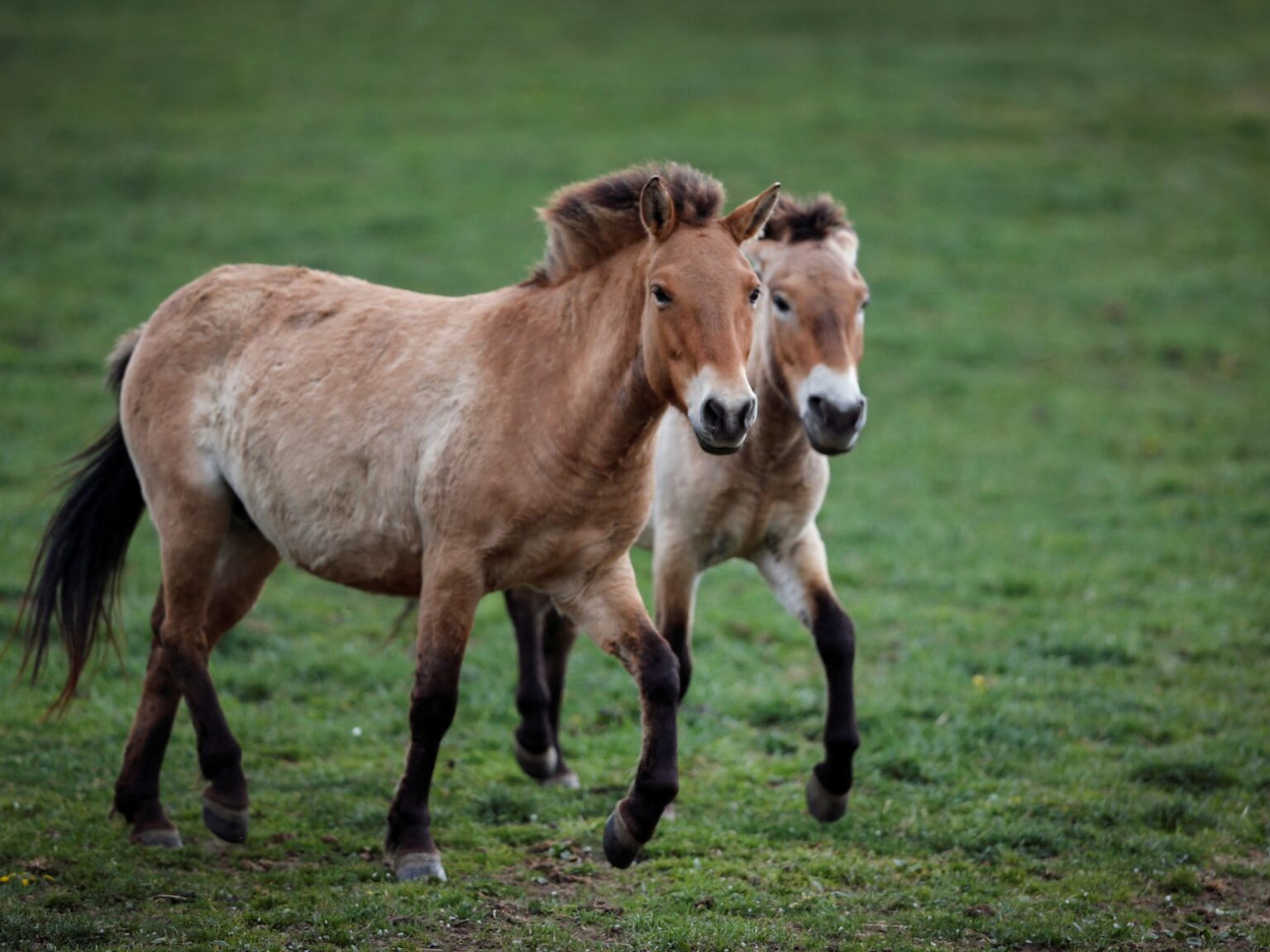 Wild Przewalski’s horses return to Kazakhstan after 200 years | Wildlife Information
