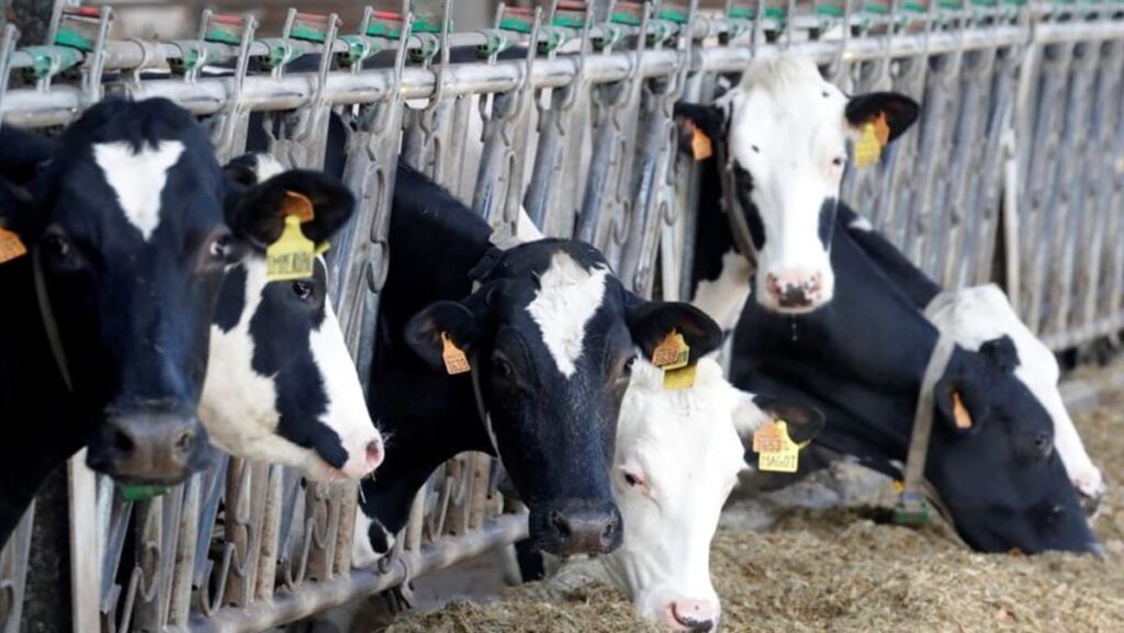European dairy, pork producers cautious of Chinese language retaliation for EV tariffs