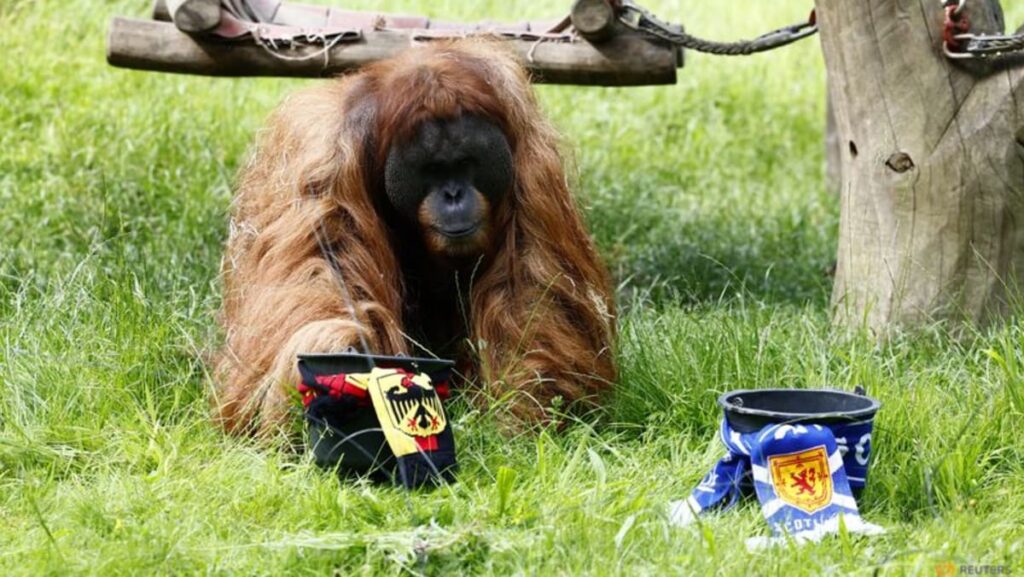 Oracle orangutan backs Germany for Euros win towards Scotland Oracle orangutan backs Germany for Euros win towards Scotland