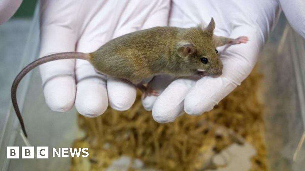 Might AI put an finish to animal testing? Might AI put an finish to animal testing?