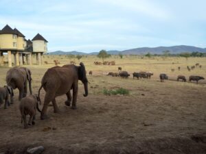 Chilli bombs and honeybees: Weapons in Tanzania’s human-elephant battle | Surroundings