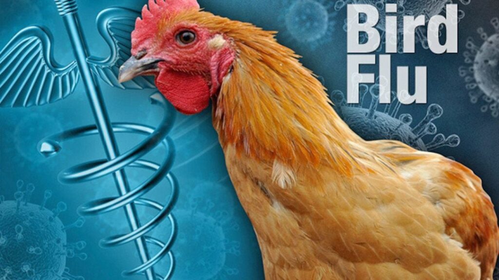 Right here We Go: WHO Warns of New Fowl Flu Pressure Leaping to People Following Demise of 59-12 months-Previous Man in Mexico | The Gateway Pundit