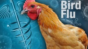 Right here We Go: WHO Warns of New Fowl Flu Pressure Leaping to People Following Demise of 59-12 months-Previous Man in Mexico | The Gateway Pundit
