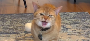 Cala, The Viral ‘I Go Meow’ Singing Cat, Has Handed Away