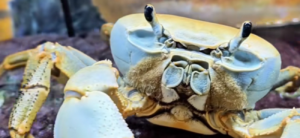 TikTok Well-known Howie The Crab Molted
