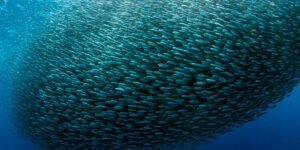 Microsoft AI Spying Scandal: Time to Rethink Privateness Requirements