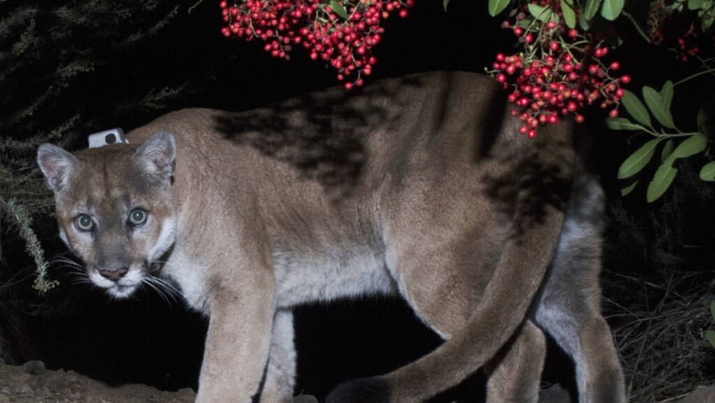 A brand new bridge could save California mountain lions below risk from lack of habitat, wildfires