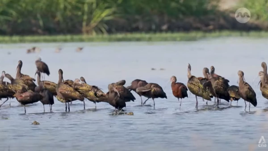 What are US cities doing to scale back the deaths of billions of birds from mild air pollution? What are US cities doing to scale back the deaths of billions of birds from mild air pollution?