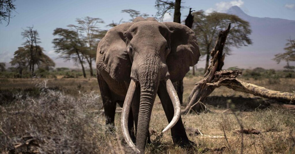 On the Kenya-Tanzania Border, an Elephant Searching Ban Has Collapsed