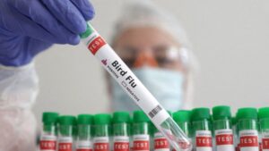 Scientists cautious of chicken flu pandemic ‘unfolding in sluggish movement’