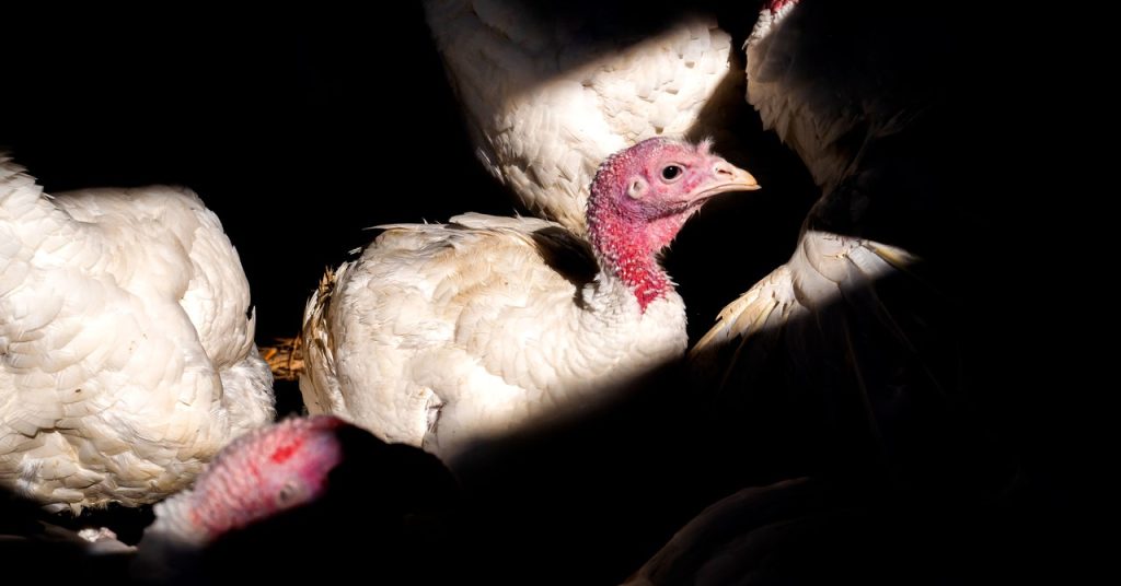The Fowl Flu Menace Retains Rising