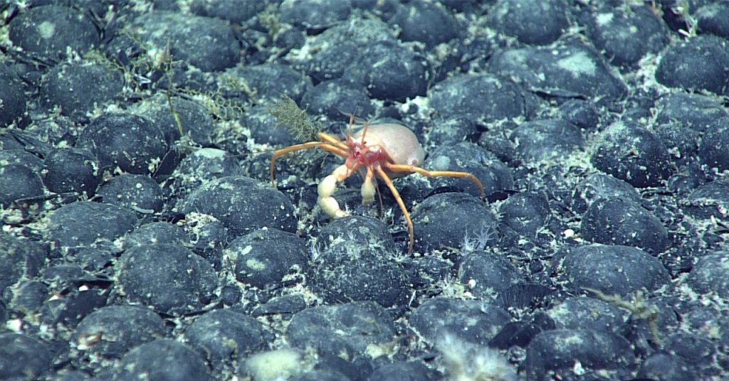 The Mysterious Discovery of ‘Darkish Oxygen’ on the Ocean Flooring
