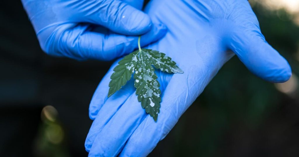 Editorial: California’s regulator is failing the authorized hashish market