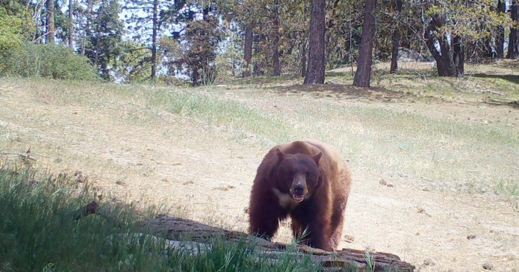 Black bears’ inhabitants development is not an excuse for extra searching