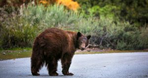 Why California ought to let hunters kill extra of its bears