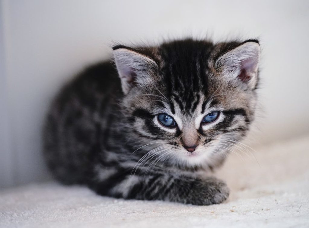 Worldwide Cat Day: rejoice your furry pal in 2024 Worldwide Cat Day: rejoice your furry pal in 2024