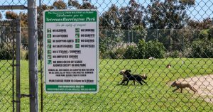 Pretend ‘service’ canine introduced into the hospital are an issue