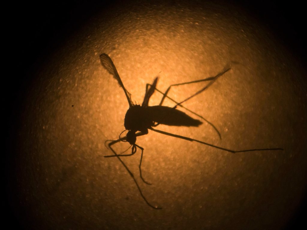 What’s the lethal ‘Triple E’ mosquito virus spreading in northeastern US? | Well being Information What’s the lethal ‘Triple E’ mosquito virus spreading in northeastern US? | Well being Information