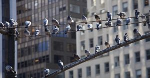 City Birds Are Harboring Antibiotic-Resistant Micro organism