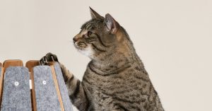 The Greatest Cat Furnishings, Scratching Posts, and Litter Bins (2024)