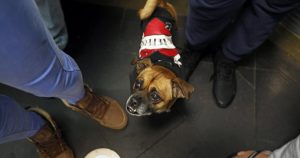 Opinion: What the everyday animal rescue narratives pass over