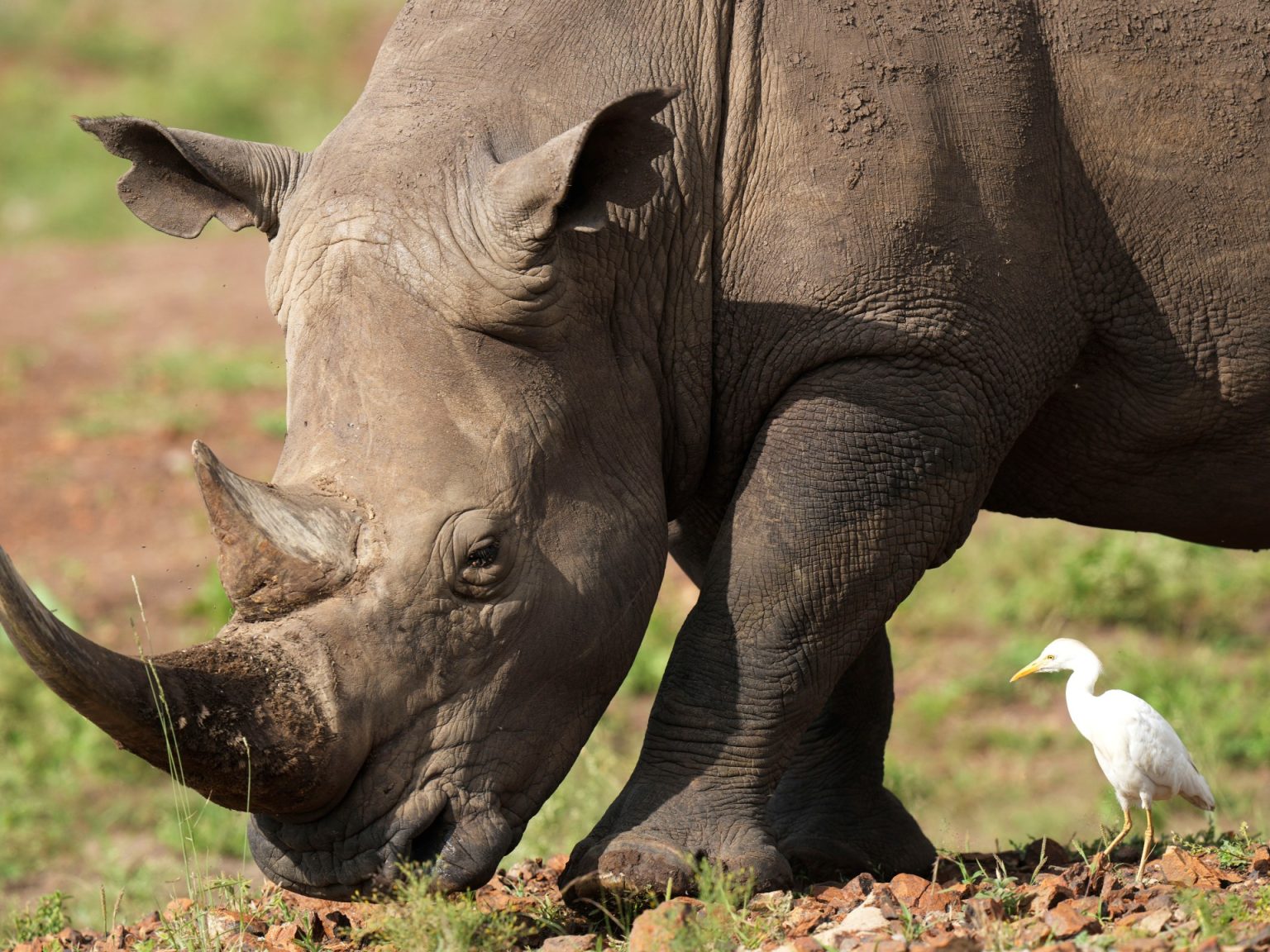Rhino numbers tick increased, however poachers lurk amid excessive demand for horns | Wildlife Information