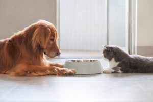Sure – They Are Consuming Your Pets