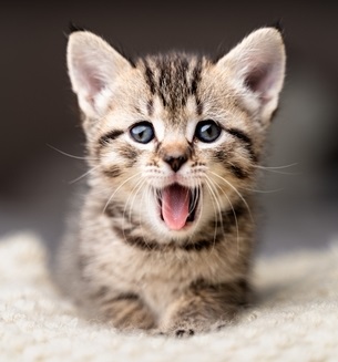 Documented – The Cat Eaters Of Ohio Documented – The Cat Eaters Of Ohio