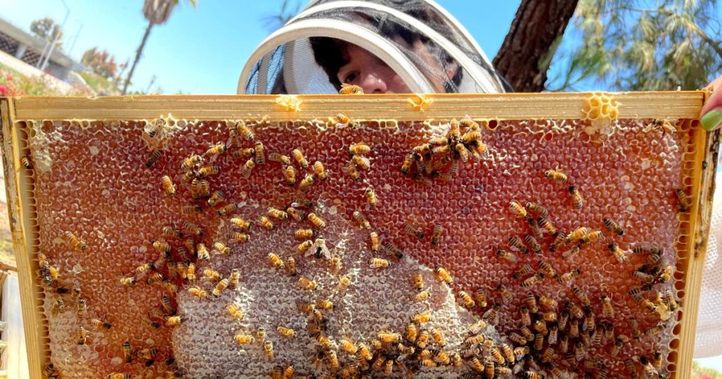 To the editor: PETA’s anti-beekeeping stance is anti-science
