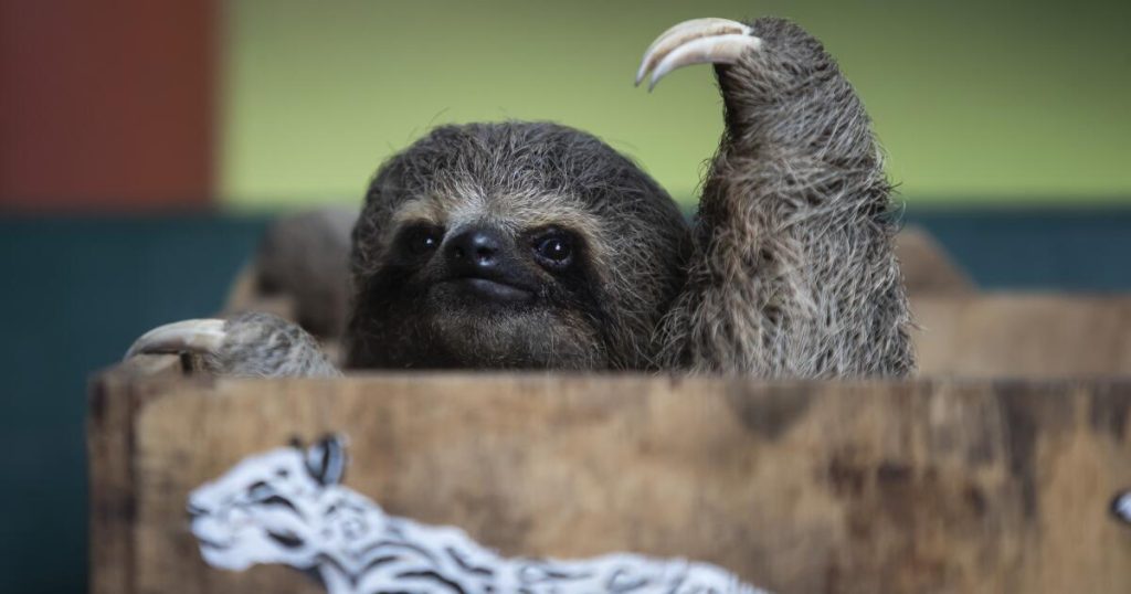 Is that sloth actually smiling? Children must study to identify on-line fakes