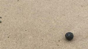 Sydney’s ‘thriller’ poisonous seaside balls are beauty, cleansing product waste