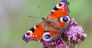 The Secret Electrostatic World of Bugs