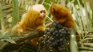 BBC Reveals Pure Historical past Reveals That includes AI, Drones & Jane Goodall