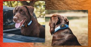 This Speaking Pet Collar Is Like a Chatbot for Your Canine
