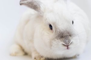 Why do folks say ‘white rabbits’ on first of the month?