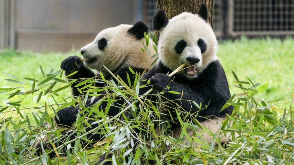 ‘Pandas are coming’: Two new bears depart China for US capital ‘Pandas are coming’: Two new bears depart China for US capital
