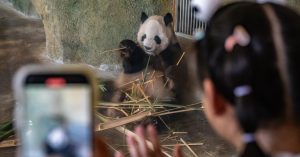 The Panda Factories – The New York Instances